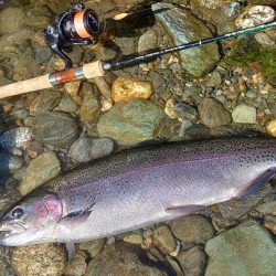 やられた ～天竜川ルアーフライテンカラ専用区～